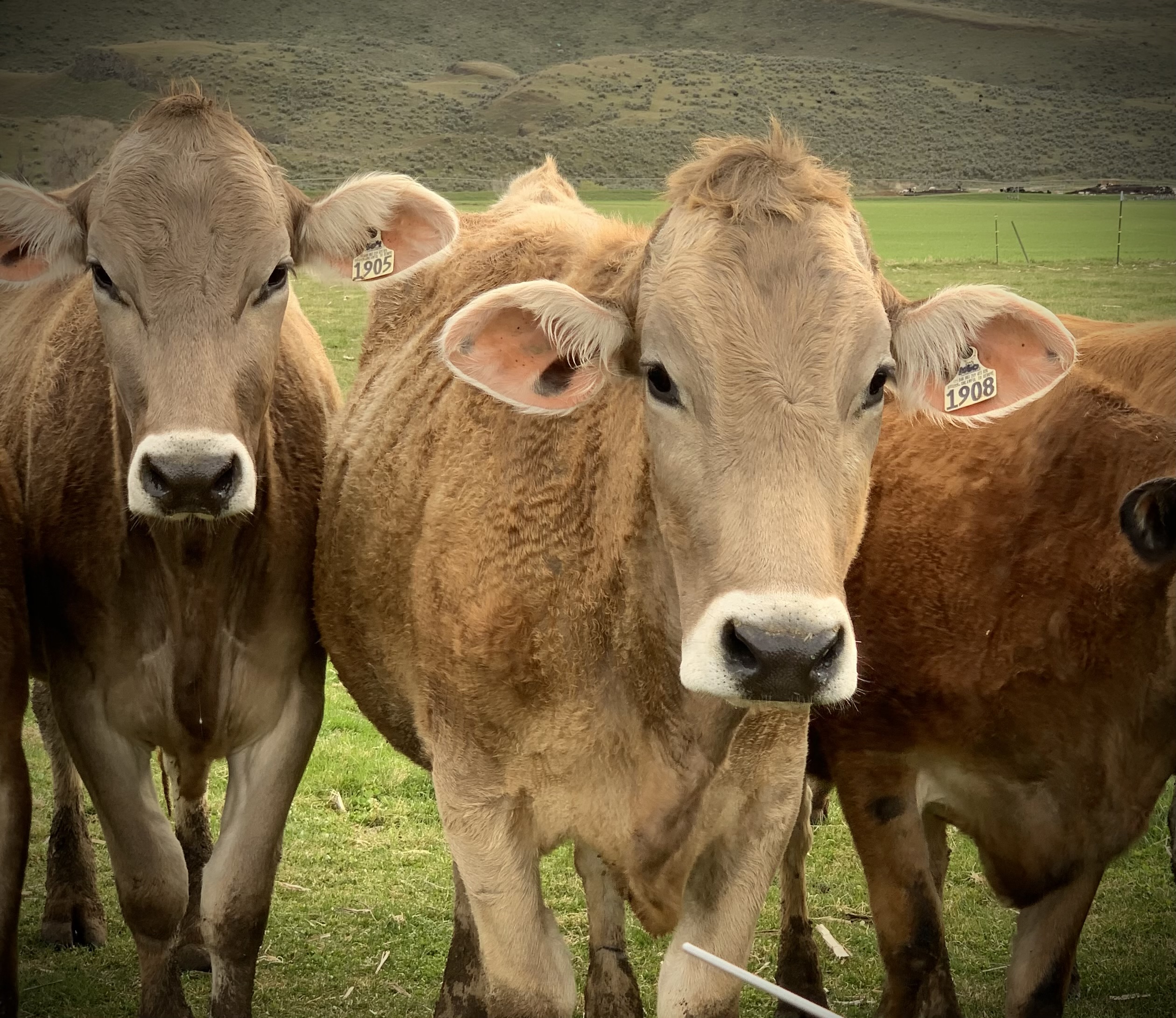 Jersey cows in the pasture